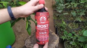 УДОБРЕНИЯ ДЛЯ ЦИТРУСОВЫХ.СХЕМА УДОБРЕНИЯ НА ГОД