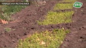 Хмелеводство в Чувашии