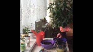 БОНСАЙ ФИКУС. КАК ПРАВИЛЬНО ПЕРЕСАДИТЬ