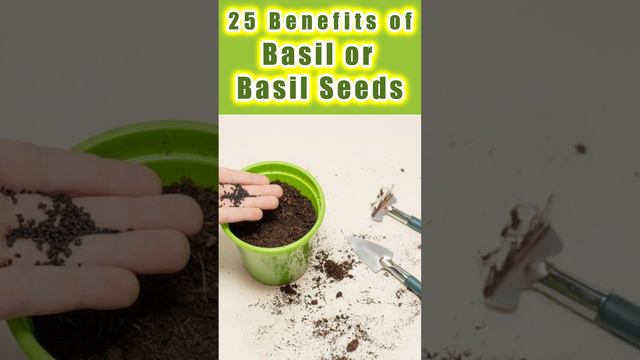 #basilseeds #basil #tulsi #basilbenefits #basilseedsbenefits #viral #viralvideo #viralvideo