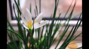 как распускается цветы ( timelapse )