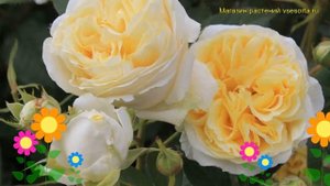 Роза чайно-гибридная Май герл. Краткий обзор, описание характеристик, где купить саженцы My Girl