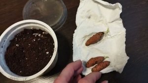 Как вырастить куркуму? Мой опыт выращивания куркумы из магазинного корня.Куркума в домашних условиях