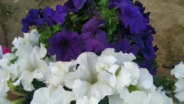 पेटुनिया फूलों का गुलदस्ता/ petunia plant care / petunia plant care in hindi / petunia flower care