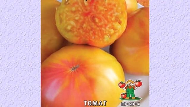 САМЫЕ СЛАДКИЕ ТОМАТЫ СЕРИИ 