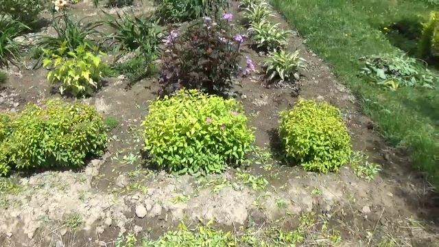 Просто красивые клумбы .Цветёт жасмин . смотреть онлайн