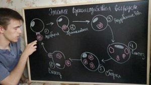 Вирусы: Репродукция, Основные Фазы Репродукции, Методы Индикации Вирусов В Исследуемом Материале