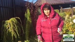 Подготовка метельчатой гортензии к зиме