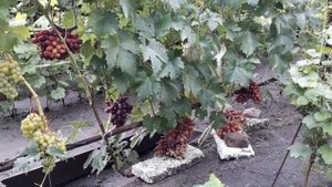 Виноград Талдун: обзор на 24.07.2019