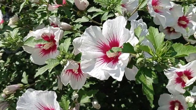 У меня пицца "Светофор", у нас перекрестках нелепые дорожные знаки, а у Адельки новые приключения. смотреть онлайн