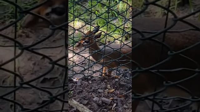 Dik-Diks go wee-wee at the zoo