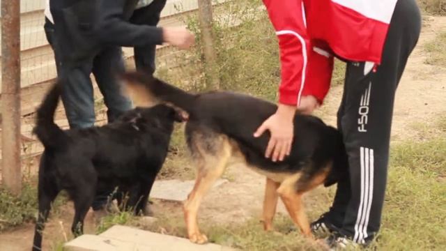 Ричард - львиное сердце чудесной собаки :) смотреть онлайн