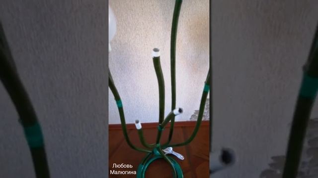 Стебли для больших цветов, обзор от Любови Малюгиной смотреть онлайн