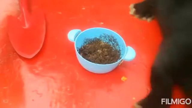 Определяем кислотность почвы вместе с Бубликом🐰 смотреть онлайн