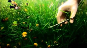 Sagittaria Subulata Aquarium Carpet Trimming