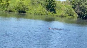 ВСЁ ЖИВОЕ ТЯНЕТСЯ К ВОДЕ/ФИЛЁВСКИЙ ПАРК/КУПАЛЬНЫЙ СЕЗОН ОТКРЫТ:В МОСКВЕ-РЕКЕ-ПЛАВАЮТ ЛЮДИ И УТКИ