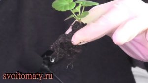 Выращивание зональной пеларгонии из семян