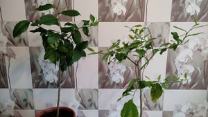 Выращивание Лимона Из Косточки Прищипывание И Обрезка Лимона