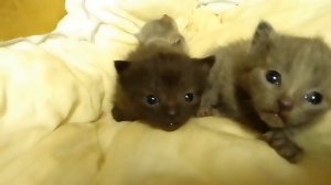 мои котята
