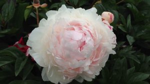 Peony La Lorraine - www.peonyshop.com