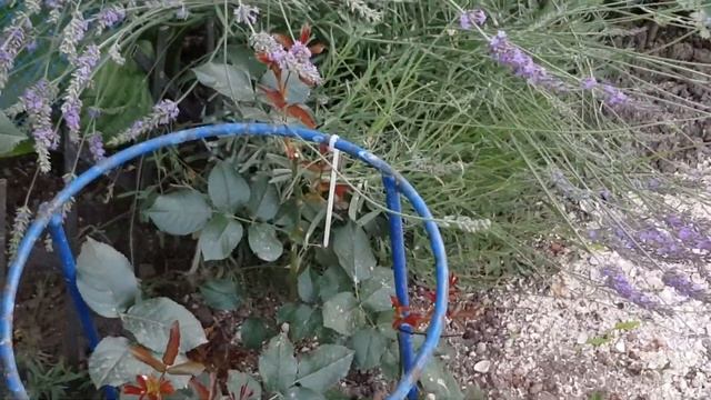 Лаванда зацвела-нежное сиреневое чудо!!!! смотреть онлайн