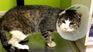 Кота привезли на усыпление. За минуту до гибели произошло невероятное!