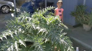 Красавец артишок. Our artichoke.