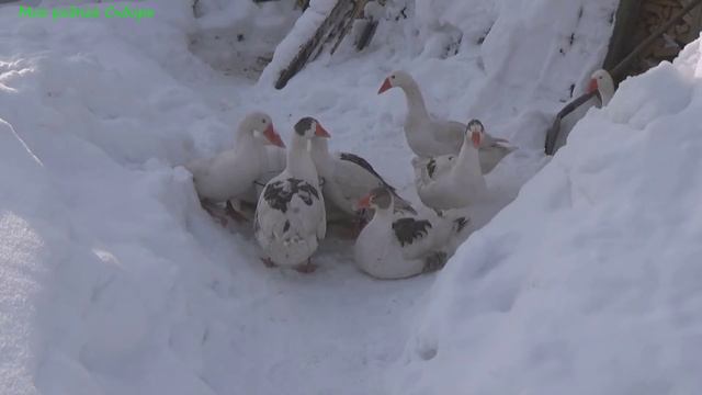 Сегодня инкубаторские гуси купаются! смотреть онлайн
