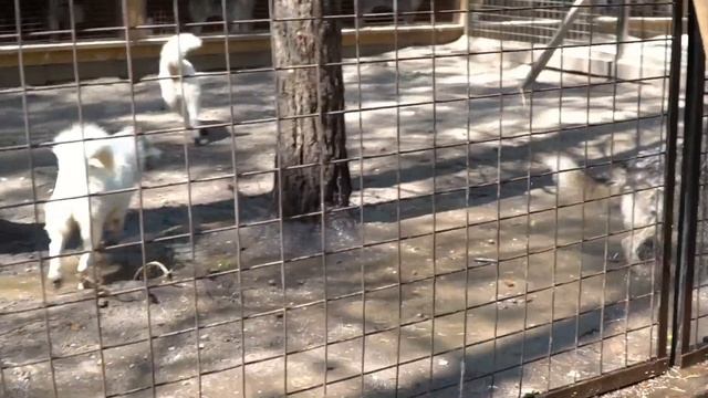 Что такое питомник хаски | Собаки на прогулке смотреть онлайн