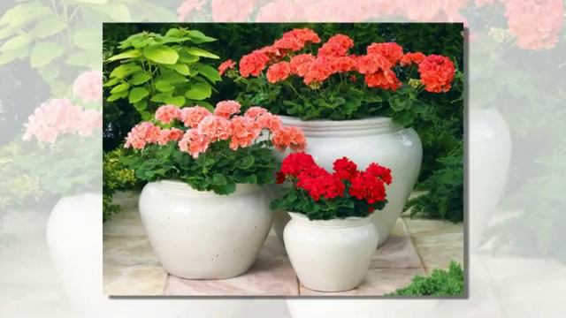 Пеларгонии-прекрасные цветы!!!Лечащие!!! смотреть онлайн