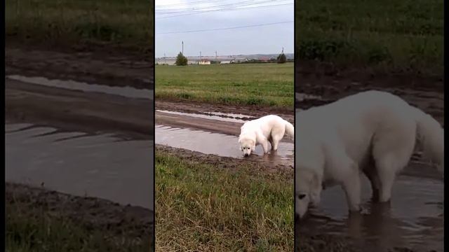 Ну бывает, что прогулка с Мареммами заканчивается так...