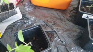 Пикировка переросшей рассады