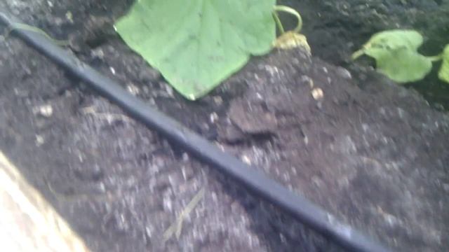 Капельный полив огурца смотреть онлайн