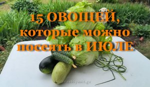 15 ОВОЩЕЙ, которые можно посеять в ИЮЛЕ