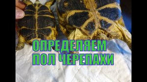 Определение пола среднеазиатских черепах