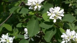 Ирга ольхолистная.Неприхотливое растение.