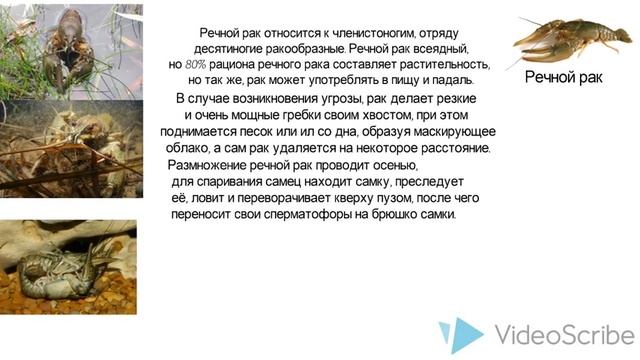 Презентация о ракообразных