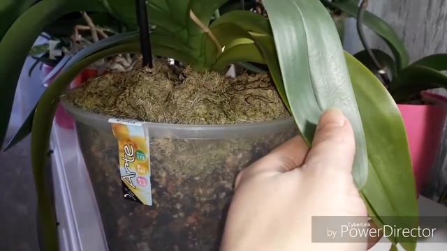 Чудесное цветение фаленопсиса.Софт Клоуд.По запросу подписчиков😉
