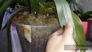 Чудесное цветение фаленопсиса.Софт Клоуд.По запросу подписчиков😉
