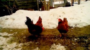 Куры П-11 (Карликовый Род-Айланд)