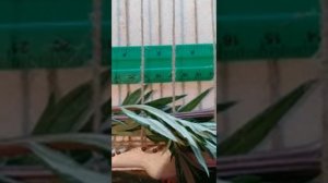 Ольга  Никулина. Ковроткачество из травы и нитей.