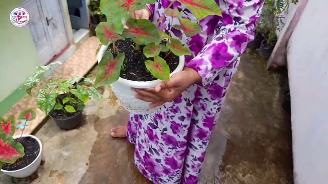 #begonia #begoniarex #hargabegonia BEGONIA REX SILVER 35 Ribu - BISA DI ORDER [ WONOSOBO ] смотреть онлайн