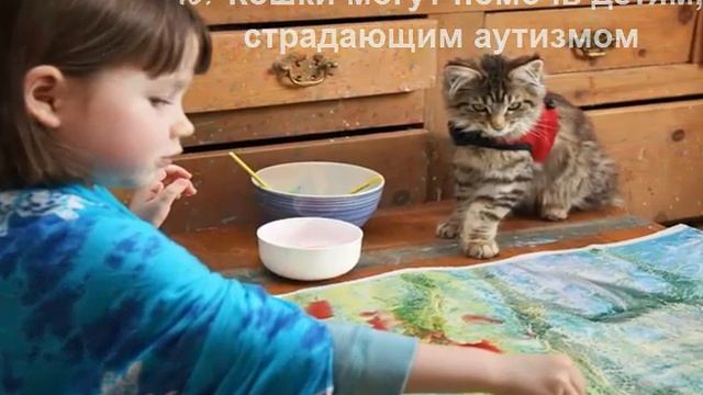 Почему нужен кот в доме -19 причин. Польза кошек для человека
