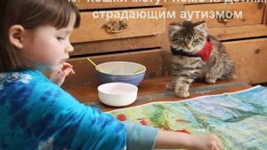 Почему нужен кот в доме -19 причин. Польза кошек для человека