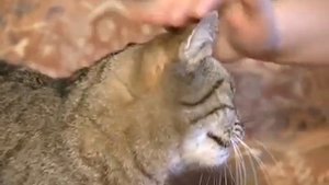 Европейская короткошерстная. Кельтская кошка.