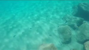 Жизнь под водой