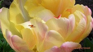 Тюльпан махровый Крем Апстар (tulipa tyulpan) ? обзор: как сажать, луковицы тюльпаны Крем Апстар