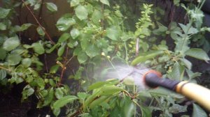 Полив (фрагмент)