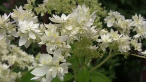 Футаж гортензия 05