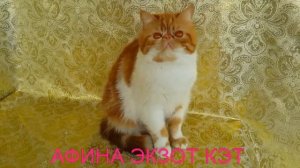 Кошка породы экзот АФИНА ЭКЗОТ КЭТ